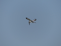 Ceryle rudis rudis