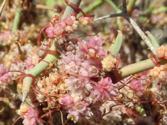 Cuscuta planiflora