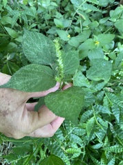 Acalypha ostryifolia
