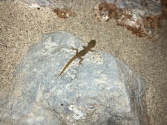 Mediodactylus kotschyi