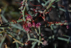Cuscuta planiflora