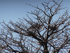 Leptoptilos crumenifer