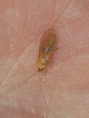 Cuneopalpus cyanops