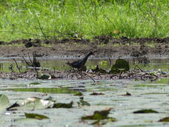 Gallinula chloropus meridionalis