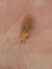 Cuneopalpus cyanops