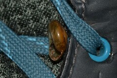 Morlina glabra