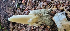 Phallus