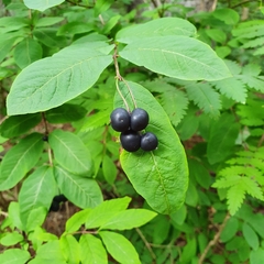 Lonicera nigra
