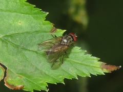 Hydrophoria lancifer