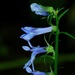 Southern Lobelia - Photo (c) Michael J. Papay, some rights reserved (CC BY), uploaded by Michael J. Papay