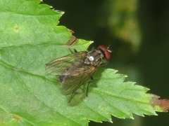 Hydrophoria lancifer