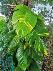 Epipremnum aureum