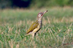 Picus viridis