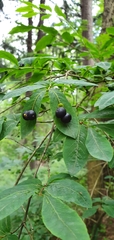 Lonicera nigra