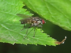 Hydrophoria lancifer