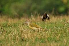 Picus viridis