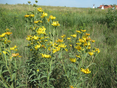 Helianthus maximiliani