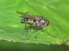 Hydrophoria lancifer