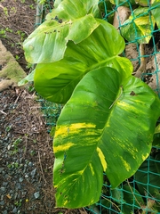 Epipremnum aureum