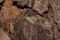 Porcellio monticola