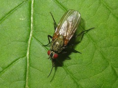 Hydrophoria lancifer