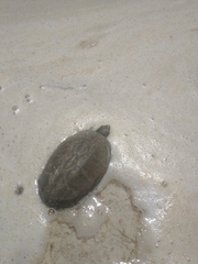 Kinosternon leucostomum