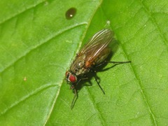 Hydrophoria lancifer