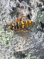 Milesia virginiensis