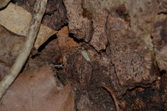 Porcellio monticola