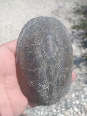 Kinosternon leucostomum