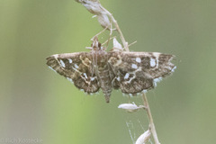 Diathrausta harlequinalis