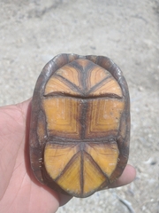 Kinosternon leucostomum