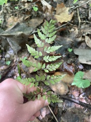 Cystopteris protrusa