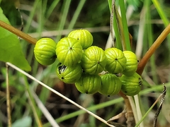 Toxicodendron rydbergii