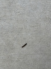 Arthropoda