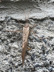 Nemotaulius hostilis