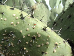 Hesperolabops gelastops