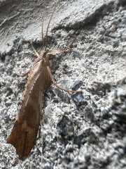 Nemotaulius hostilis