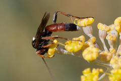 Ichneumonidae