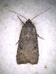 Euxoa velleripennis