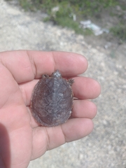 Kinosternon creaseri