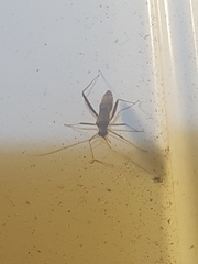 Paraxenetus guttulatus