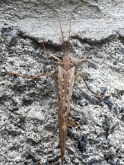 Nemotaulius hostilis