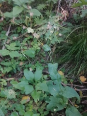 Bupleurum aureum