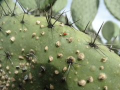 Hesperolabops gelastops