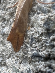 Nemotaulius hostilis