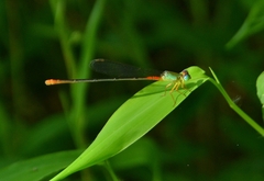Ceriagrion cerinorubellum