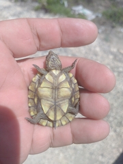 Kinosternon creaseri