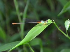 Ceriagrion cerinorubellum