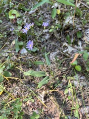 Symphyotrichum oolentangiense